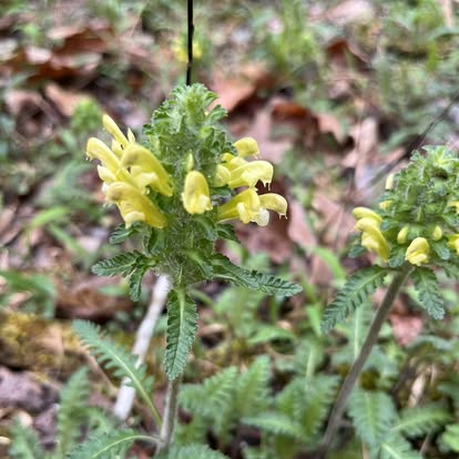 Yellow lousewort wildflower blooming on the forest floor at WestLand Farms
