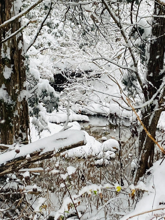Snowy creek through the woods at WestLand Farms in January 2024