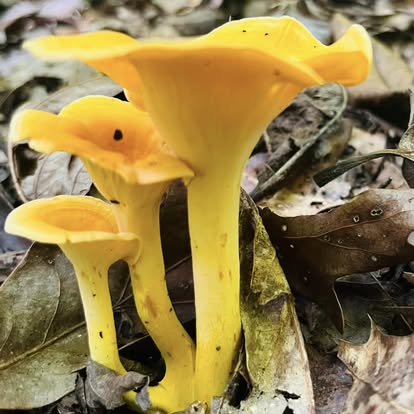 Chanterelle Tincture